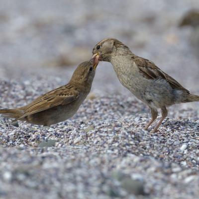 Passer Domesticus