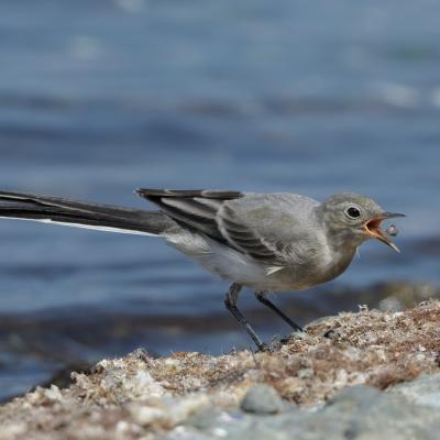Motacilla Alba
