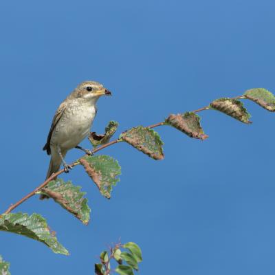 Averla Piccola - Black Sea - Lanius collurio - Wildlife
