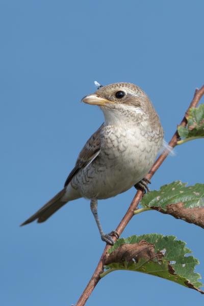Lanius collurio