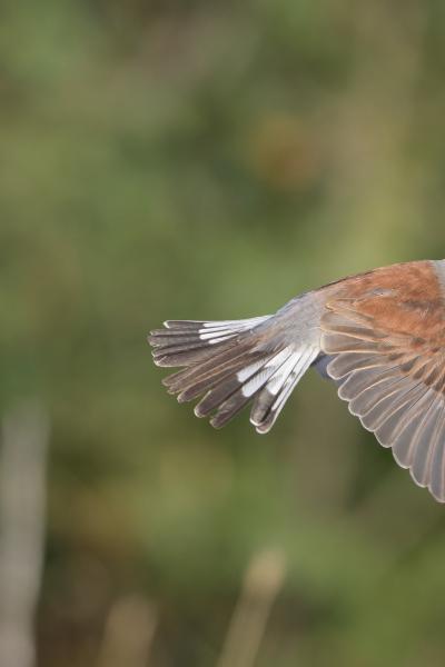 Averla Piccola - Black Sea - Lanius collurio - Wildlife