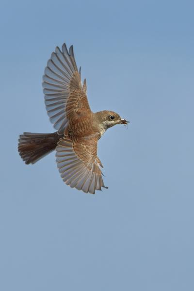 Averla Piccola - Black Sea - Lanius collurio - Wildlife