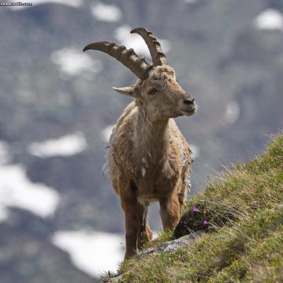 Alpine ibex