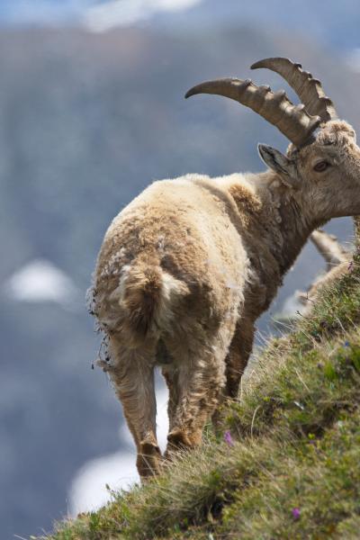 Alpine ibex