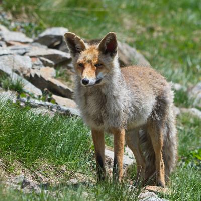 Fox