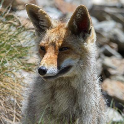 Fox