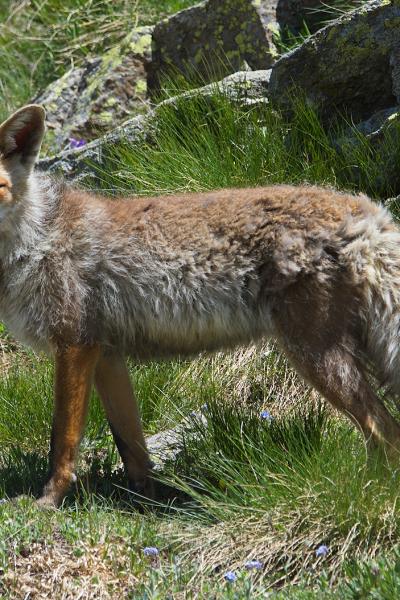 Fox