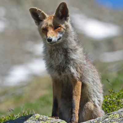 Fox