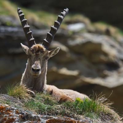 Alpine ibex