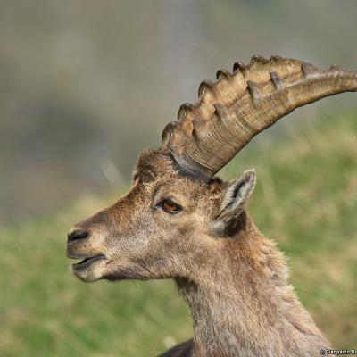 Alpine ibex
