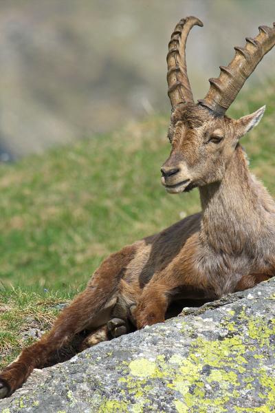 Alpine ibex