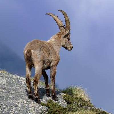 Alpine Ibex