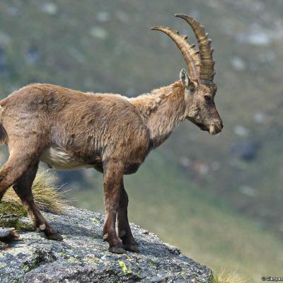 Alpine ibex