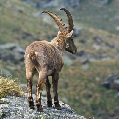 Alpine ibex