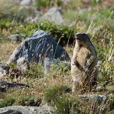 Marmot