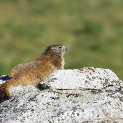 Marmot