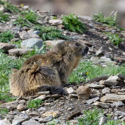 Marmot