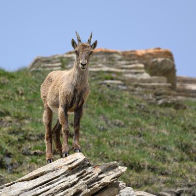 Alpine ibex