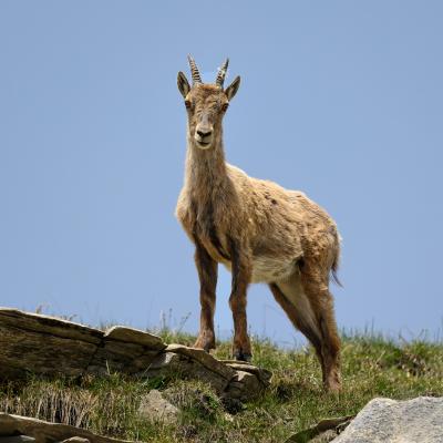 Alpine ibex
