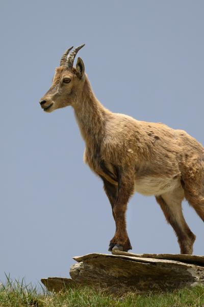 Alpine ibex