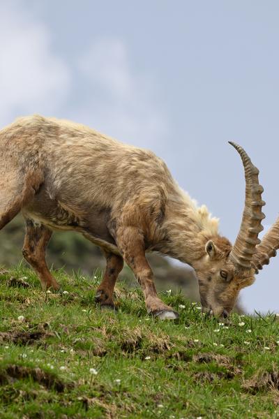 Alpine ibex