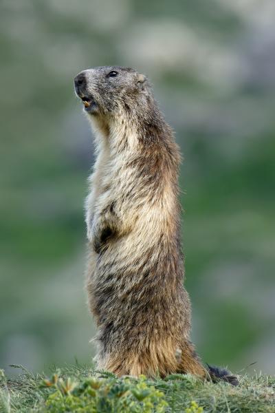 Marmot
