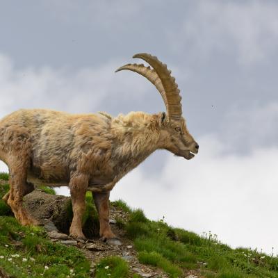 Alpine ibex