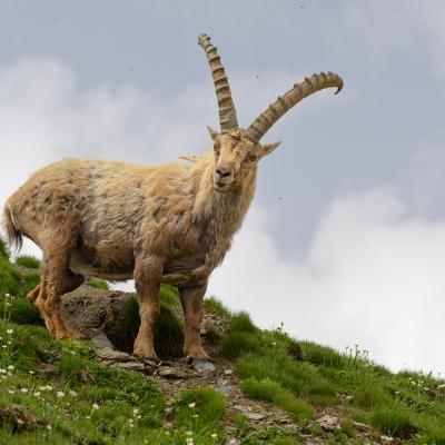 Alpine ibex
