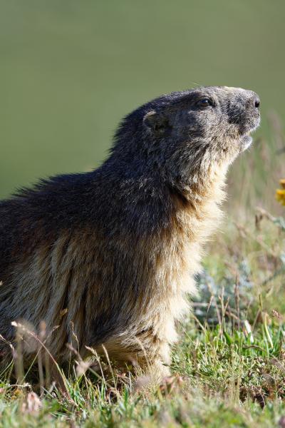 Marmot