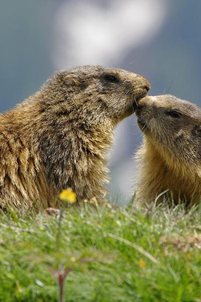 Marmot