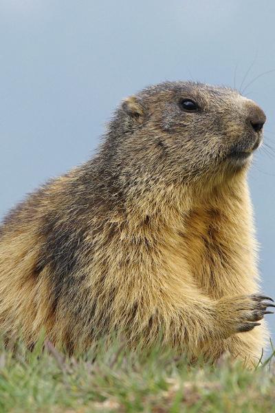 Marmot