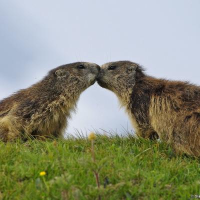 Marmot