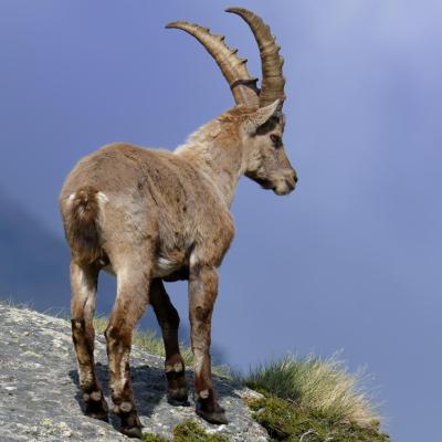 Wildlife