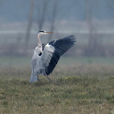 Airone Cenerino - Ardea Cinerea - Piemonte - Wildlife