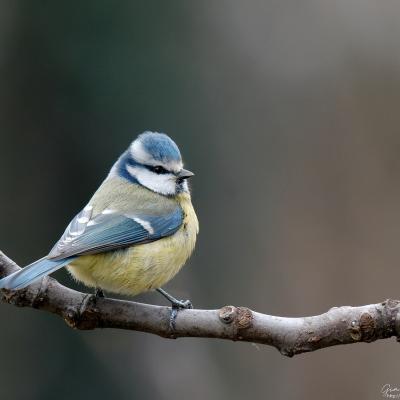 Cinciarella - Cyanistes caeruleus - Piemonte - Wildlife