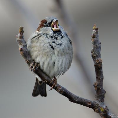 Nova Zagora - Passer domesticus - Passero - Wildlife