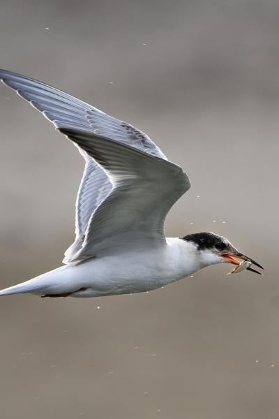 Black Sea - Sterna - Wildlife