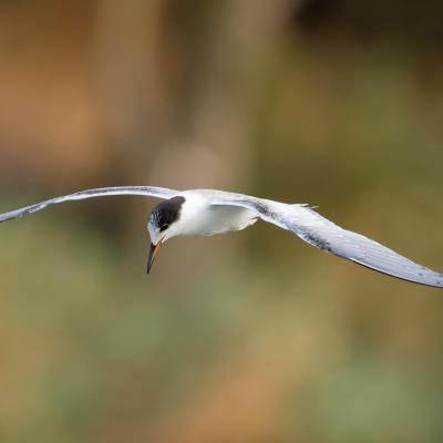 Black Sea - Sterna - Wildlife