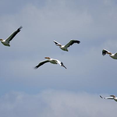 Black Sea - Pelecanus - Pellicano - Wildlife