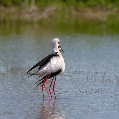 Cavaliere d'Italia - Centro Cicogne Racconigi - Himantopus himantopus - Italy - Piemonte - Racconigi - Wildlife