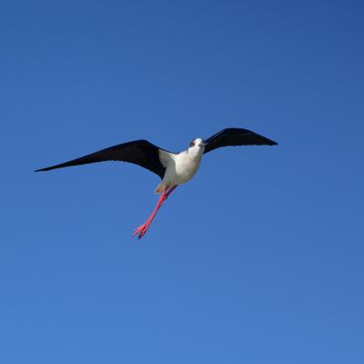 Cavaliere d'Italia - Centro Cicogne Racconigi - Himantopus himantopus - Italy - Piemonte - Racconigi - Wildlife