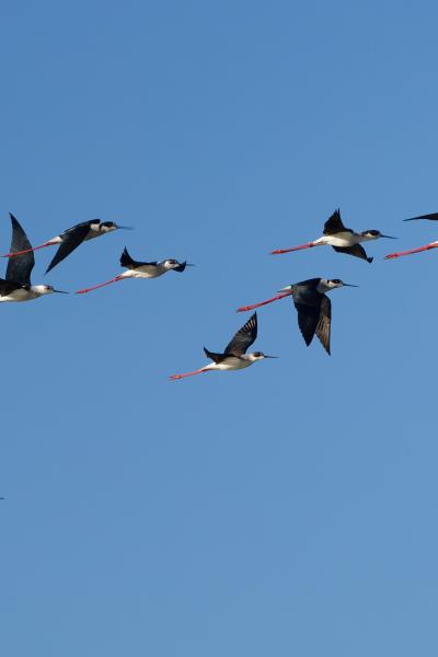 Cavaliere d'Italia - Centro Cicogne Racconigi - Himantopus himantopus - Italy - Piemonte - Racconigi - Wildlife