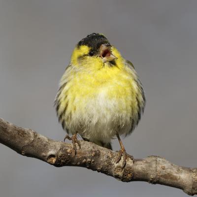 Italy - Lucherino - Piemonte - Siskin - Spinus spinus - Wildlife