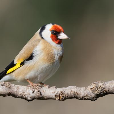Cardellino - Carduelis carduelis - Italy - Piemonte - Wildlife