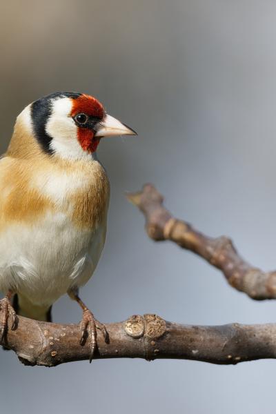 Cardellino - Carduelis carduelis - Italy - Piemonte - Wildlife