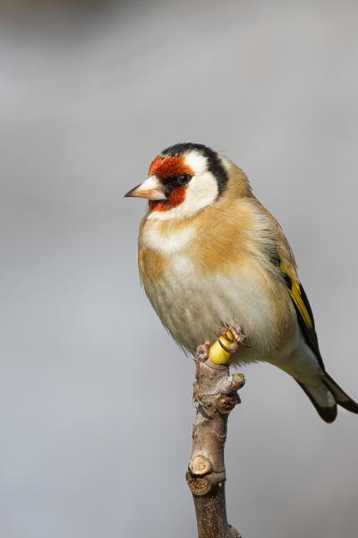 Cardellino - Carduelis carduelis - Italy - Piemonte - Wildlife
