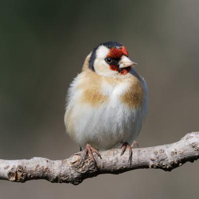 Cardellino - Carduelis carduelis - Italy - Piemonte - Wildlife