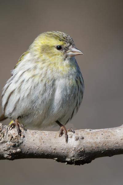 Italy - Lucherino - Piemonte - Siskin - Spinus spinus - Wildlife