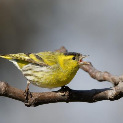 Italy - Lucherino - Piemonte - Siskin - Spinus spinus - Wildlife