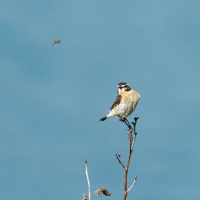 France - Mont Cenis - Rhone-Alps - Saxicola rubetra - Stiaccino - Wildlife